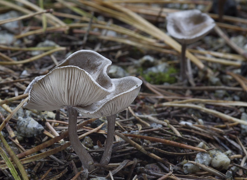 Rhodocybe hirneola